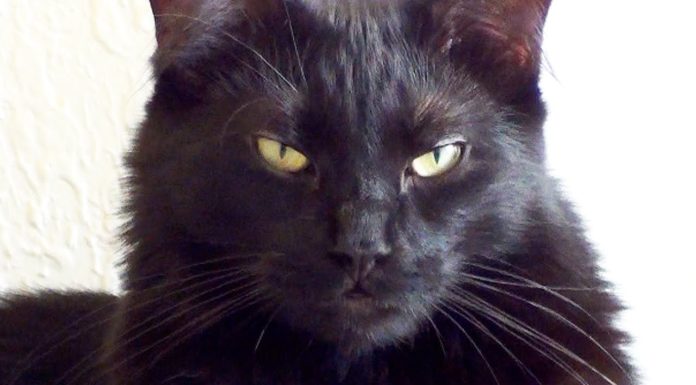 9 segnali per capire se il tuo gatto vuole dominare il mondo