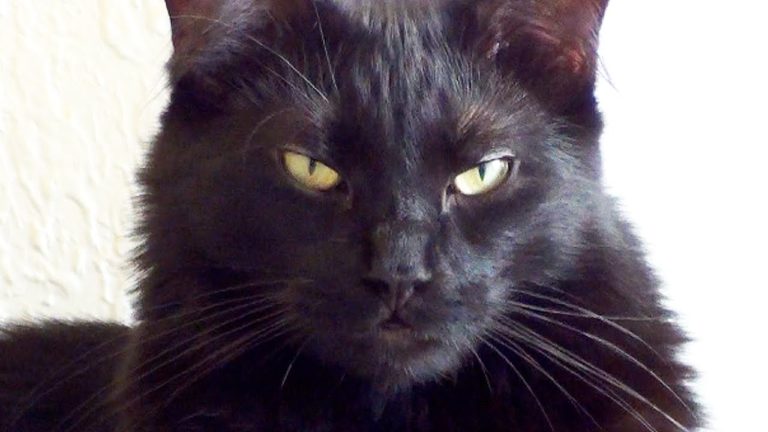 9 segnali per capire se il tuo gatto vuole dominare il mondo
