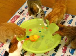 9 gatti giocano con l’acqua