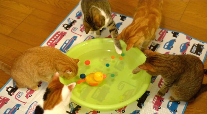 9 gatti giocano con l’acqua