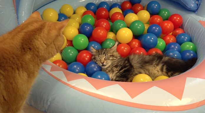 10 gatti giocano con le palline