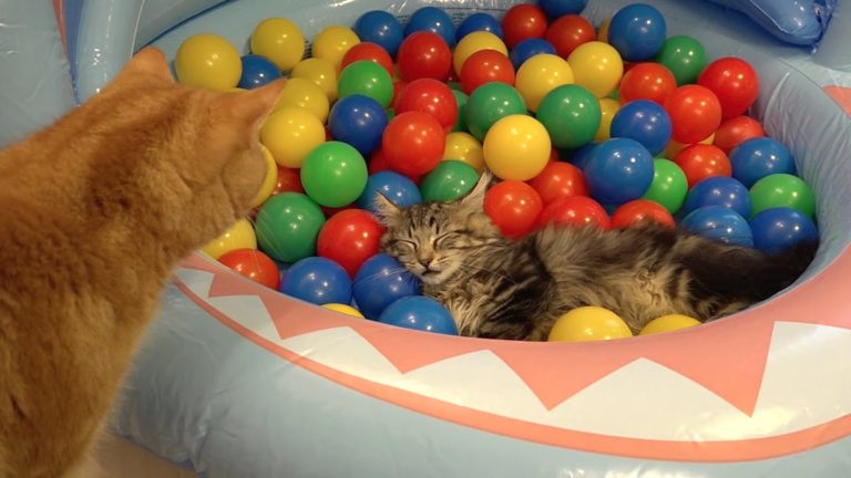 10 gatti giocano con le palline