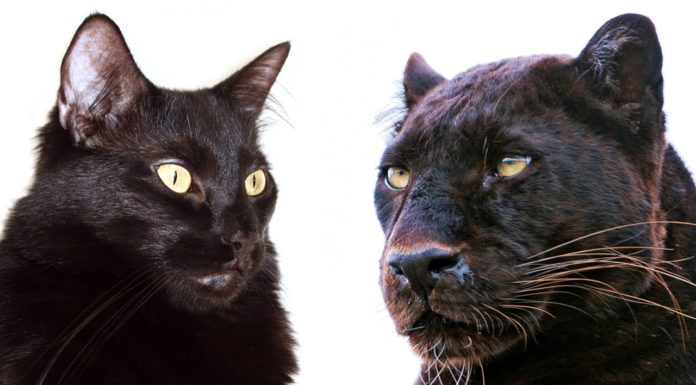 10 comportamenti comuni a gatti e grandi felini