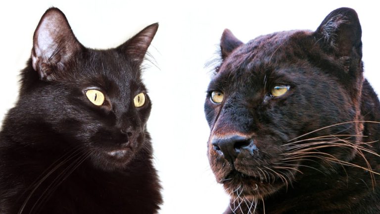10 comportamenti comuni a gatti e grandi felini