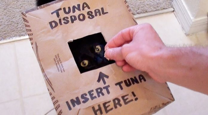 I 13 comportamenti “particolari” di Cole