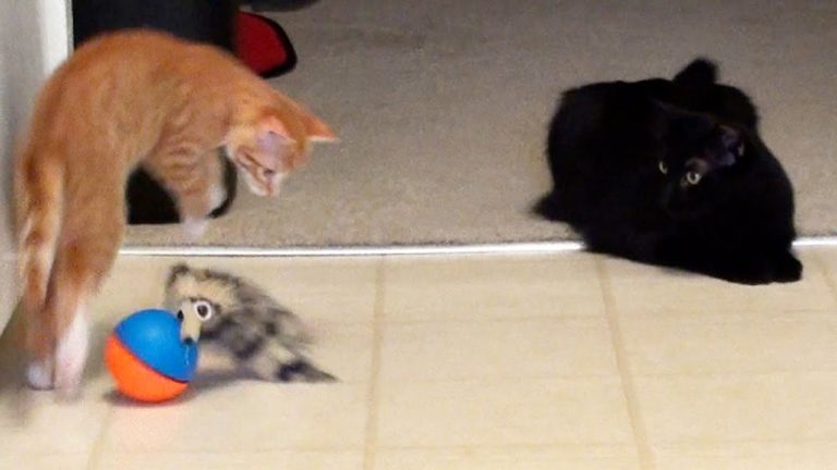 Cole e Marmalade alle prese con un nuovo gioco