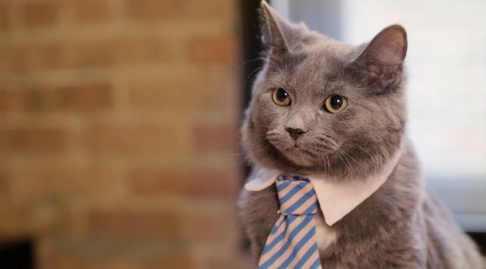 Gatto addetto al recupero crediti