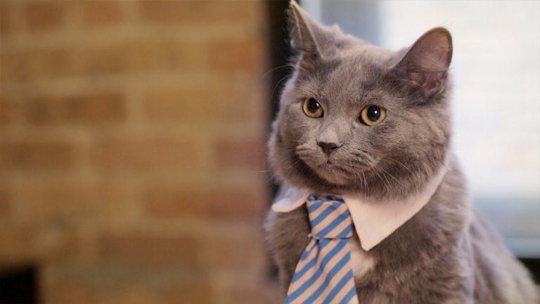 Gatto addetto al recupero crediti