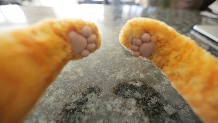 Zampe del gatto: guida all’uso