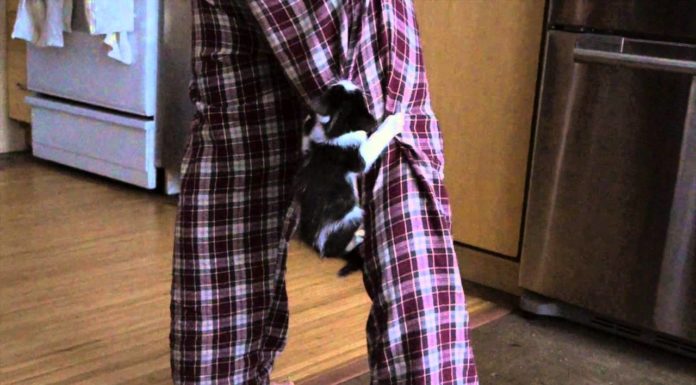 Gatto difende il suo amico umano Gatto difende il suo amico umano