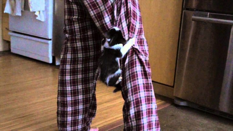 Gatto difende il suo amico umano