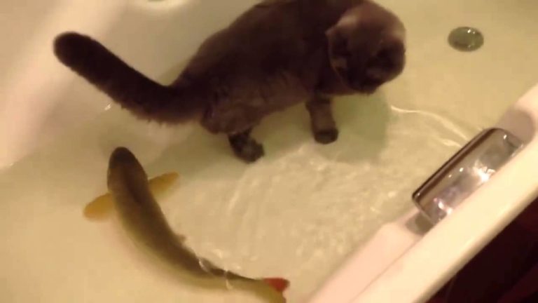 Gatto e pesci amici
