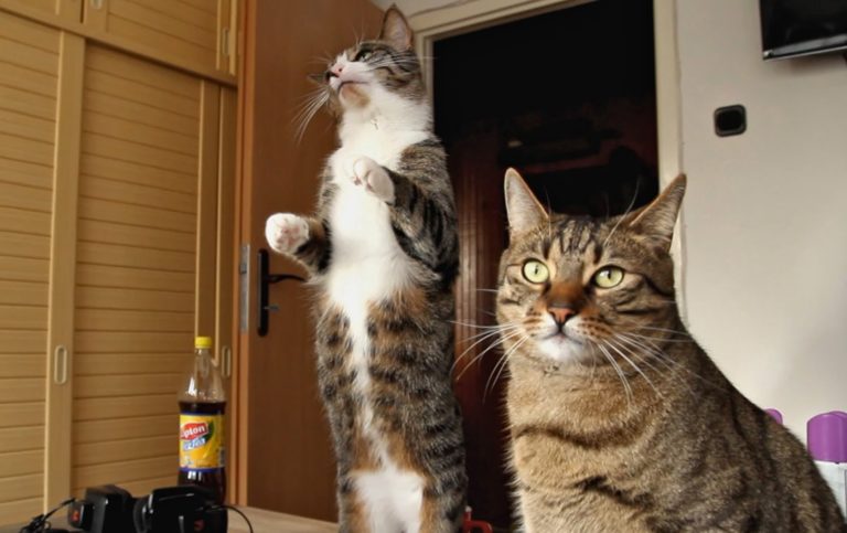 Gatto equilibrista