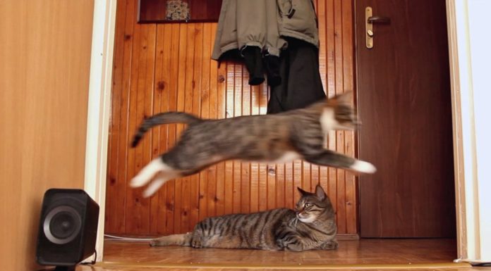 Gatti e parkour