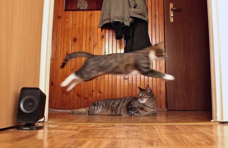 Gatti e parkour