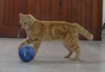 La gatta Sissi gioca a calcio