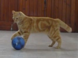 La gatta Sissi gioca a calcio