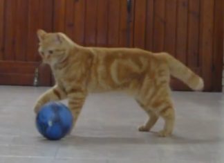 La gatta Sissi gioca a calcio