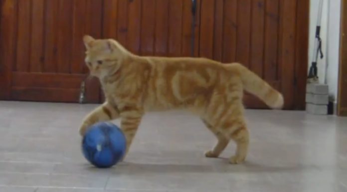 La gatta Sissi gioca a calcio La gatta Sissi gioca a calcio