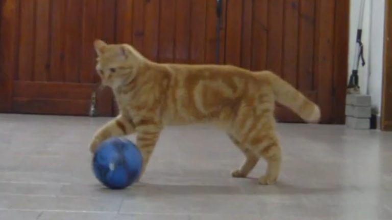 La gatta Sissi gioca a calcio