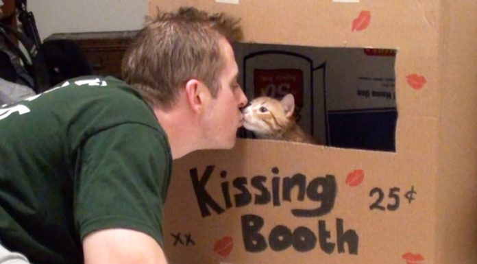 Gatto dispensatore di baci