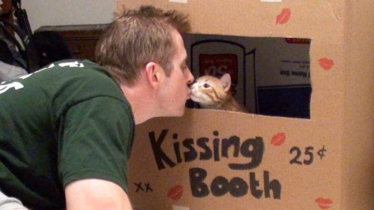 Gatto dispensatore di baci