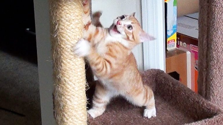 Cole e Marmalade giocano insieme