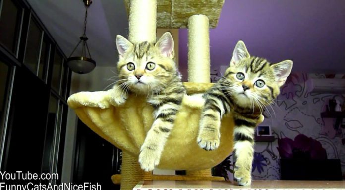 Gattini guardano una partita di tennis