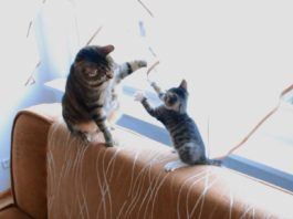 Gattino infastidisce il suo amico più grande