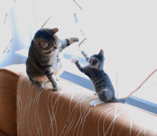 Gattino infastidisce il suo amico più grande