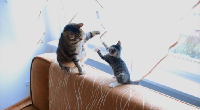 Gattino infastidisce il suo amico più grande
