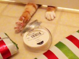 Cole e Marmalade aiutano a realizzare i pacchi di Natale