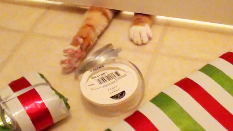 Cole e Marmalade aiutano a realizzare i pacchi di Natale