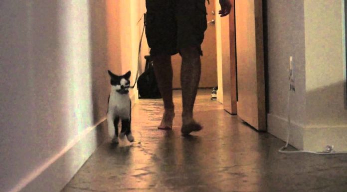 Come portare a spasso il nostro umano