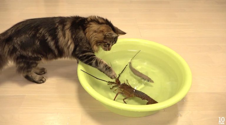 Gatto e aragosta giapponese