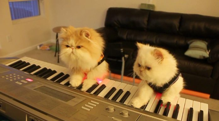 Duetto gattoso al piano