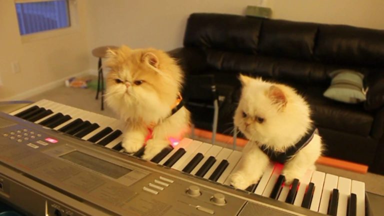 Duetto gattoso al piano