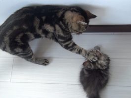 Osamu e i suoi 9 amici gatti