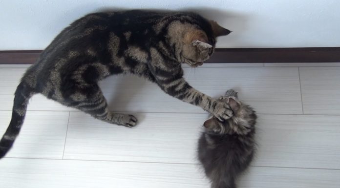 Osamu e i suoi 9 amici gatti