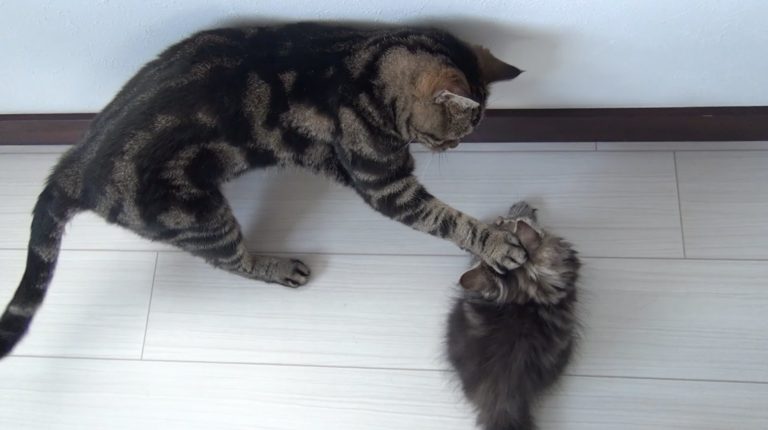 Osamu e i suoi 9 amici gatti