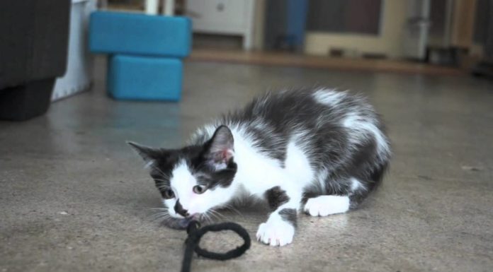 Giochiamo al tiro alla fune