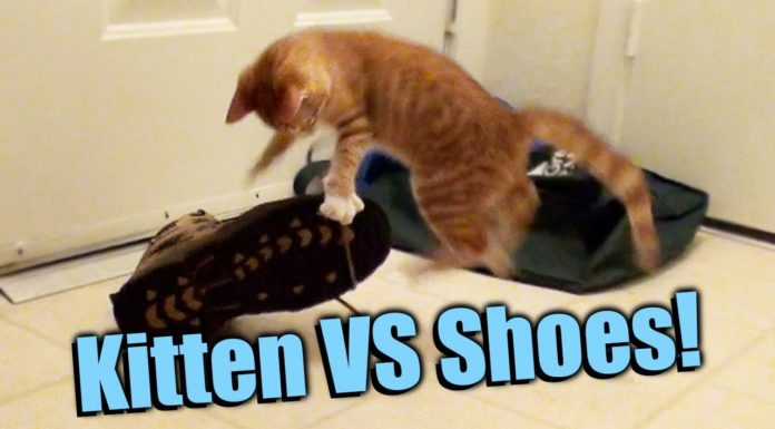 Gatto vs scarpe
