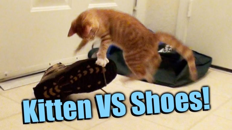 Gatto vs scarpe
