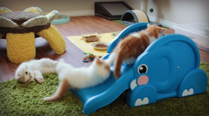 Gattini scivolano sull’elefante