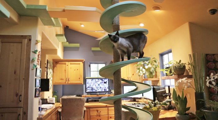 Una casa a misura di gatti