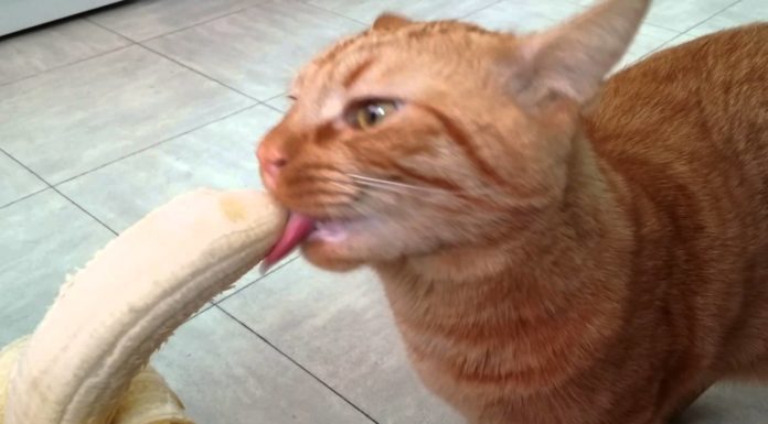 Che buona la banana!