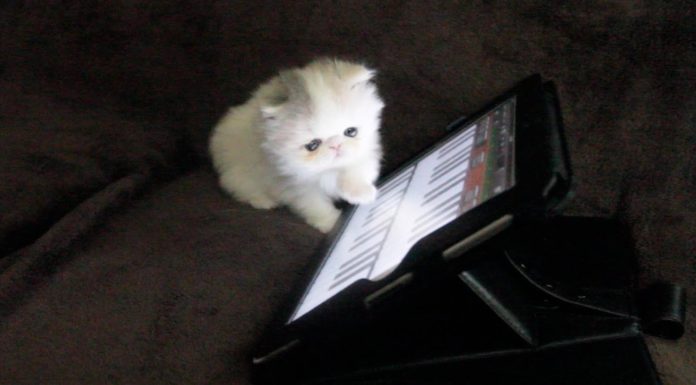 Marshmallow a 5 settimane