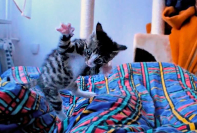 Ninja kitten