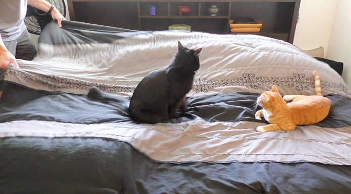 Come rifare il letto quando c’è il gatto intorno