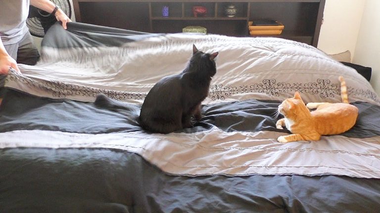Come rifare il letto quando c’è il gatto intorno